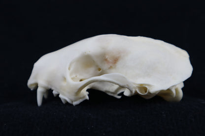 Craft Skunk Skull