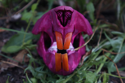 Naturally Stained Beaver Skull