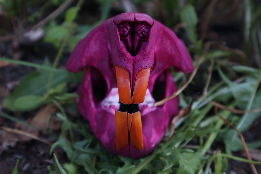Naturally Stained Beaver Skull