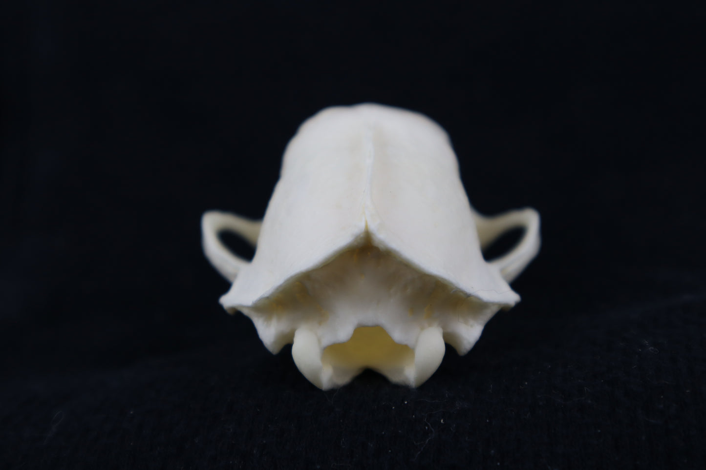 Craft Skunk Skull