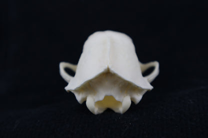 Craft Skunk Skull