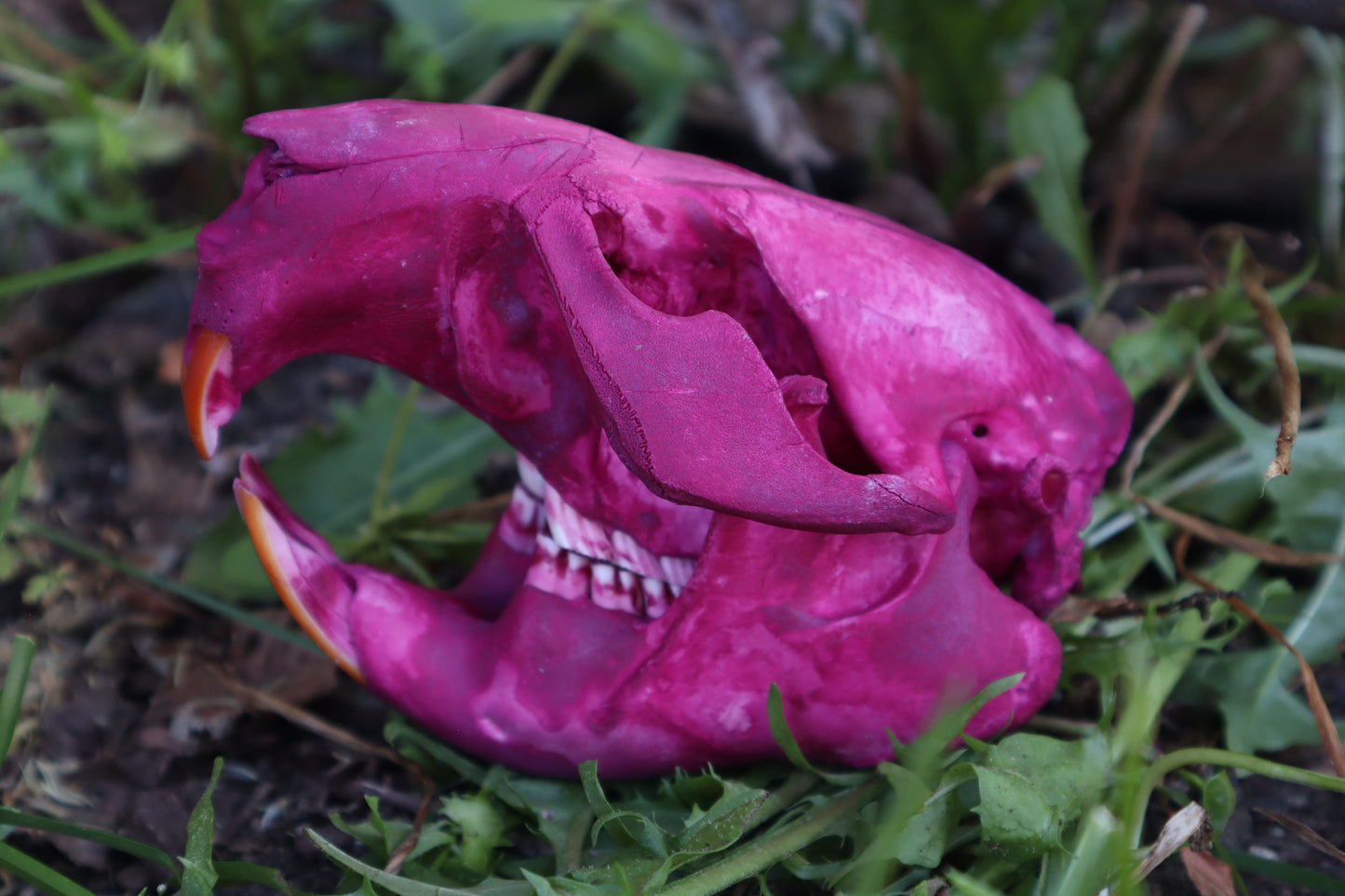 Naturally Stained Beaver Skull