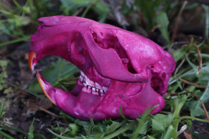 Naturally Stained Beaver Skull