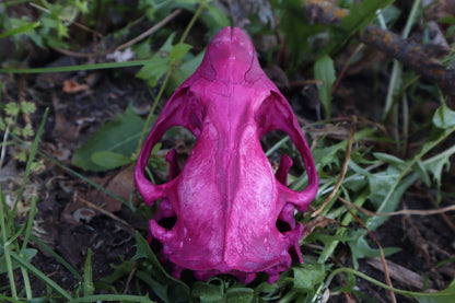 Naturally Stained Beaver Skull