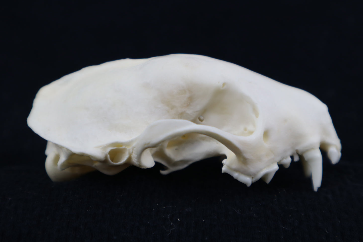 Craft Skunk Skull