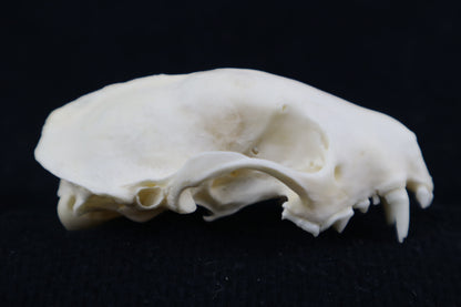 Craft Skunk Skull