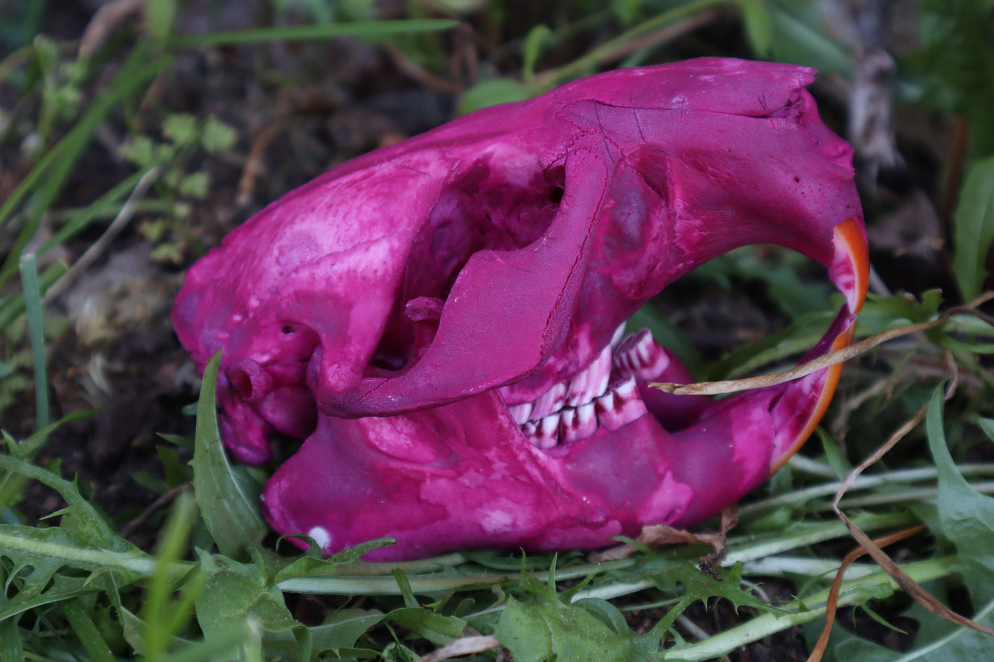 Naturally Stained Beaver Skull