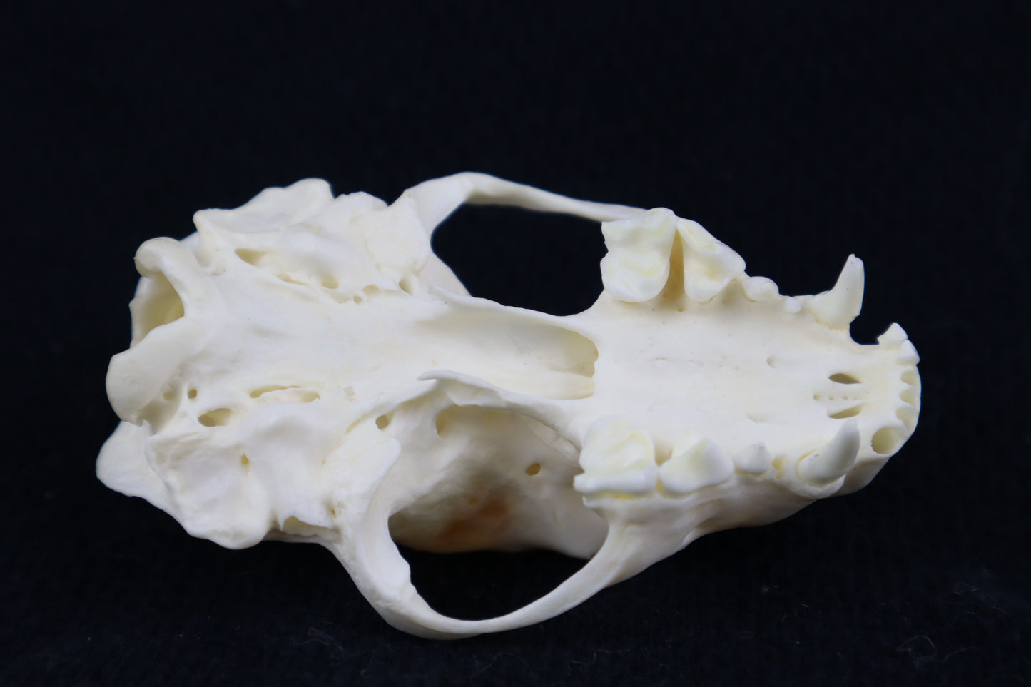 Craft Skunk Skull