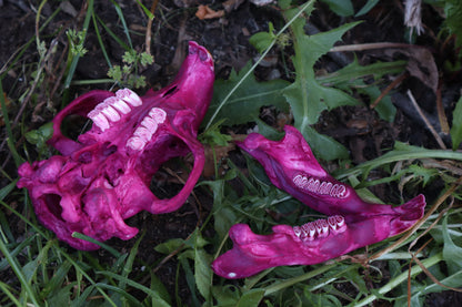 Naturally Stained Beaver Skull