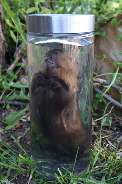 Baby Beaver Wet Specimen