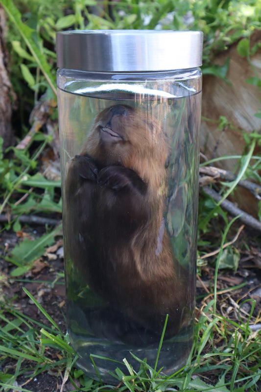 Baby Beaver Wet Specimen