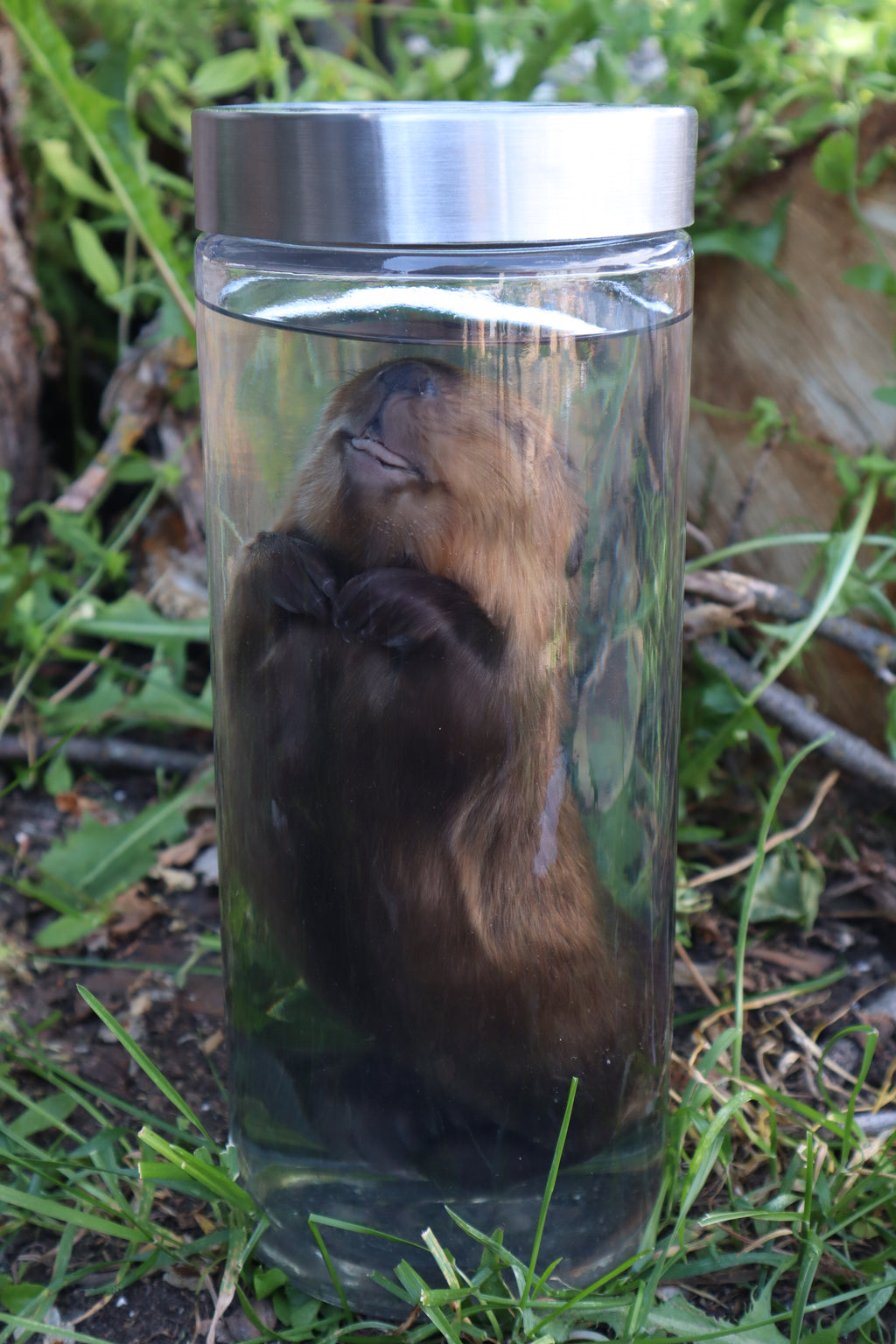Baby Beaver Wet Specimen