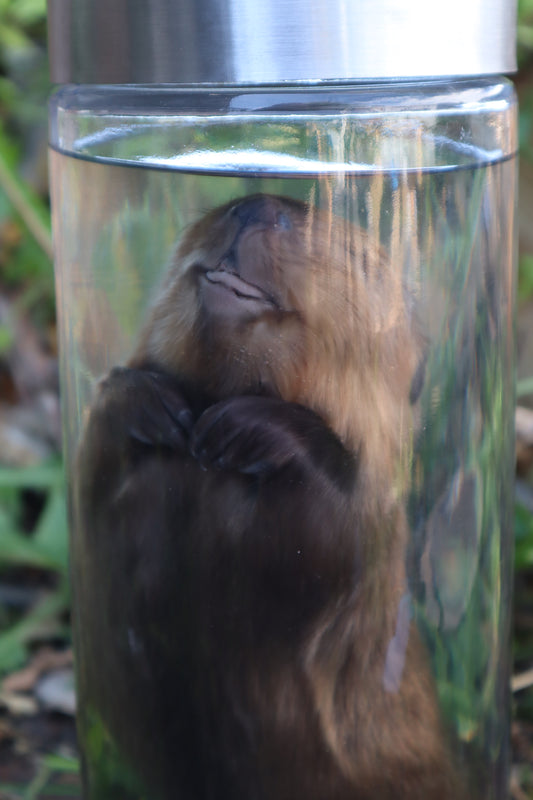 Baby Beaver Wet Specimen