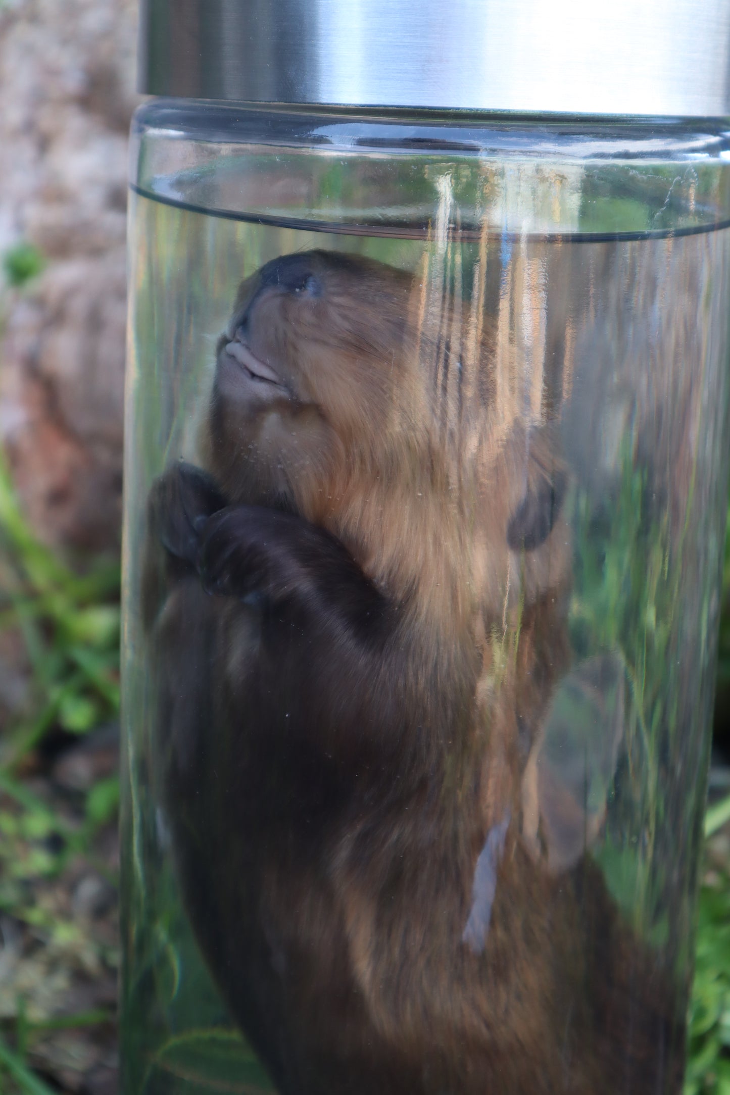 Baby Beaver Wet Specimen