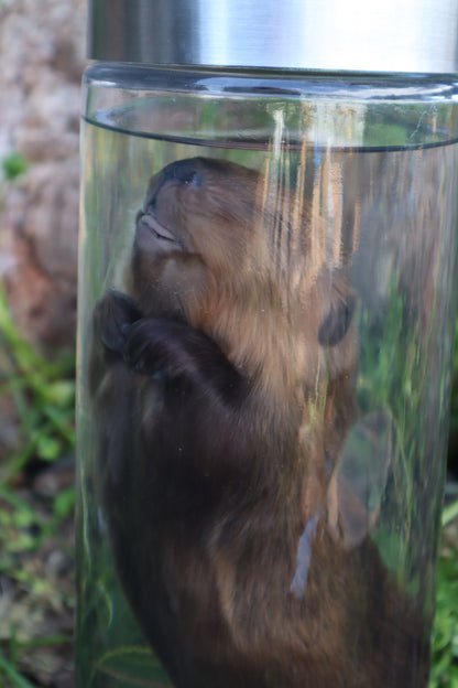 Baby Beaver Wet Specimen