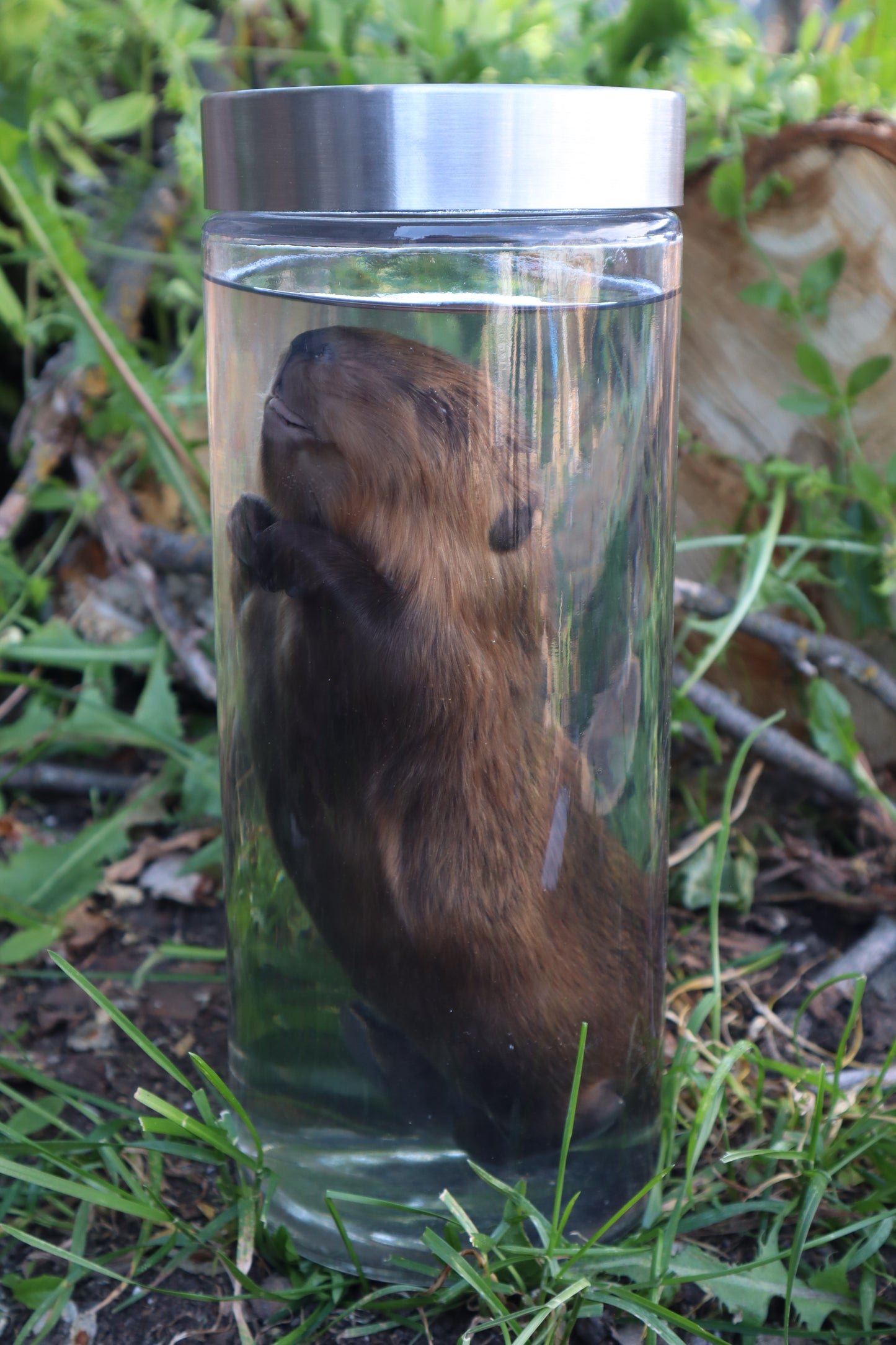 Baby Beaver Wet Specimen