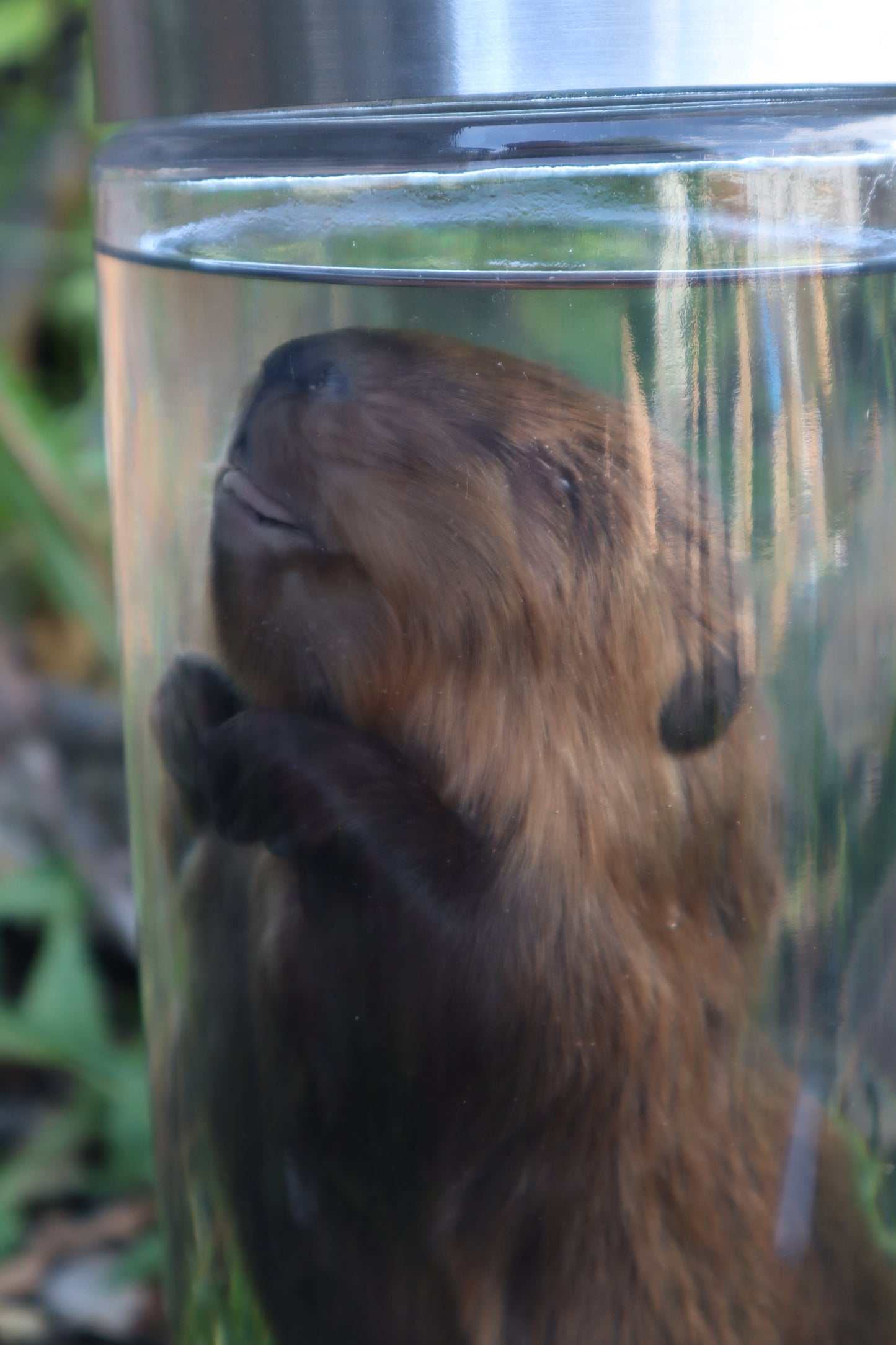 Baby Beaver Wet Specimen
