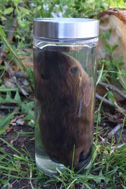 Baby Beaver Wet Specimen