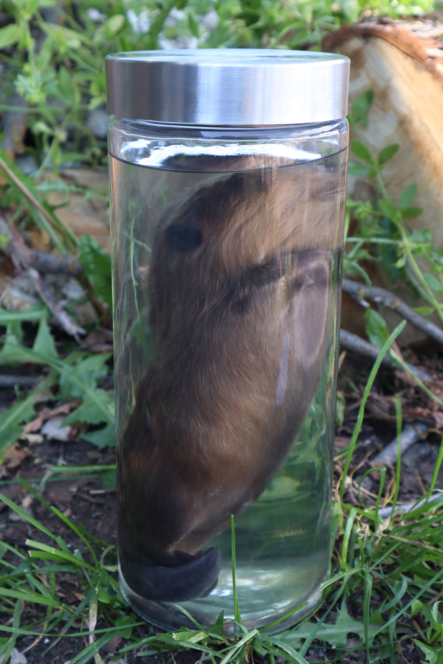 Baby Beaver Wet Specimen