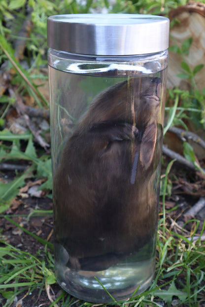 Baby Beaver Wet Specimen