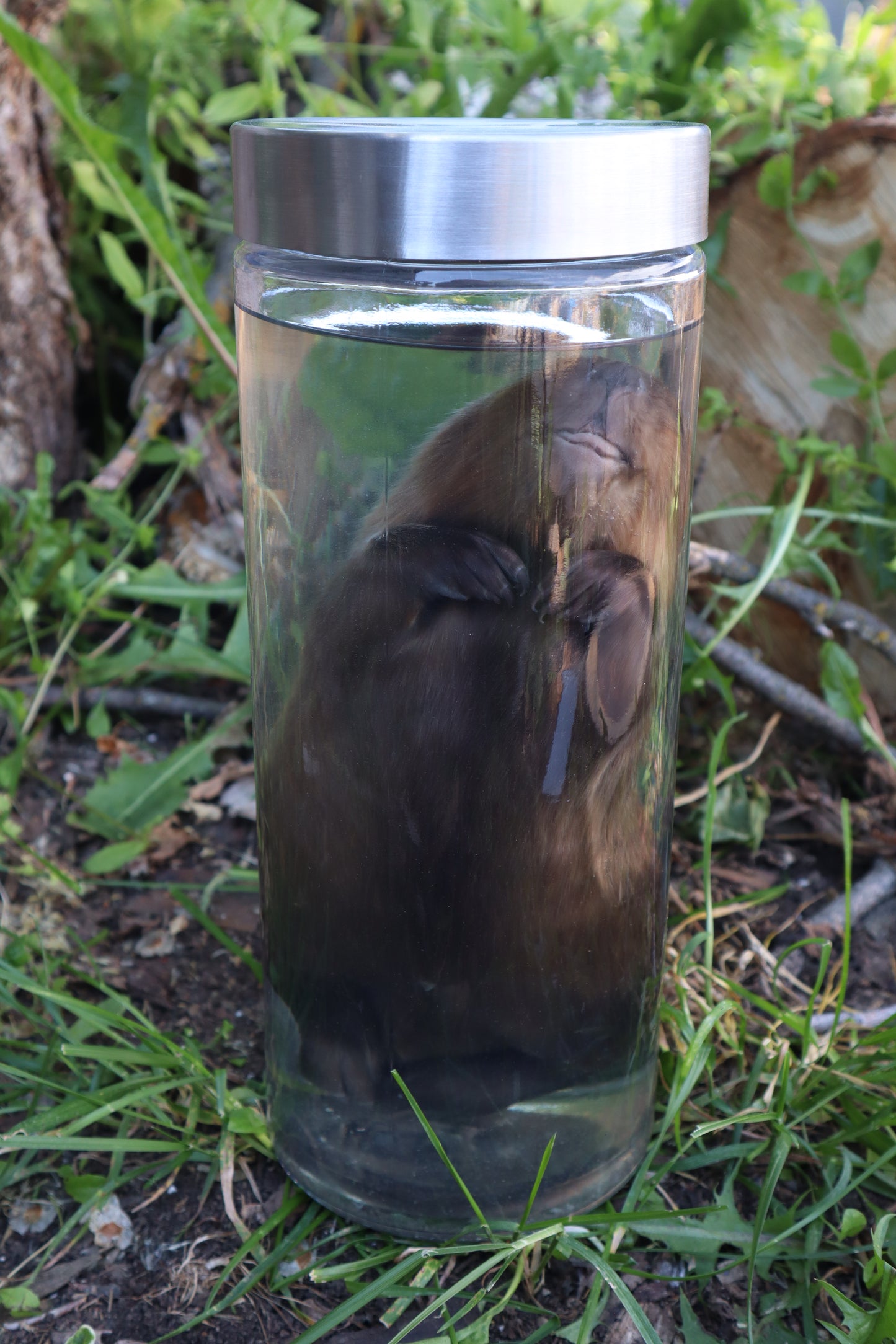 Baby Beaver Wet Specimen