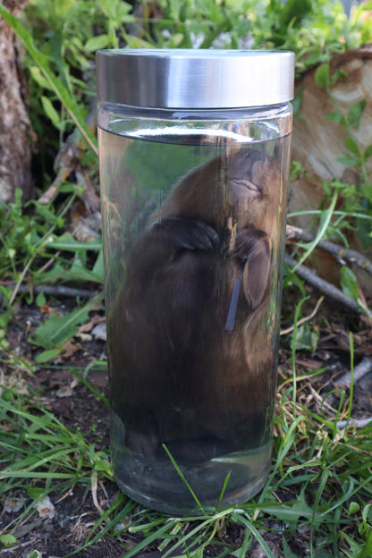 Baby Beaver Wet Specimen