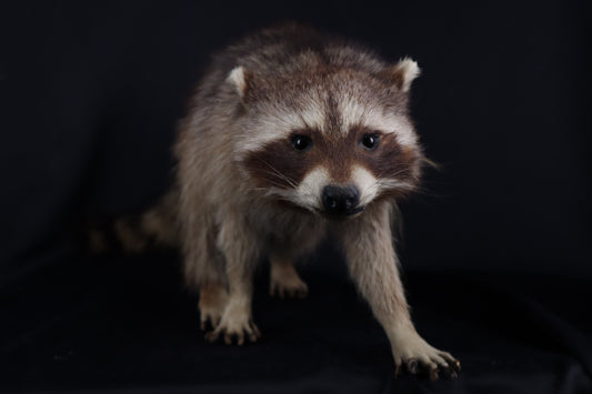 Taxidermy Raccoon - Free standing