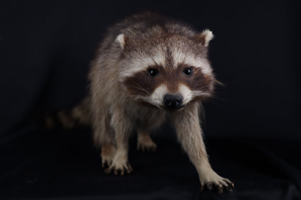 Taxidermy Raccoon - Free standing