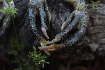 Black Chicken Foot Acorn Keychain