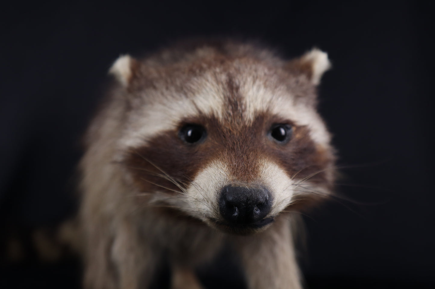 Taxidermy Raccoon - Free standing