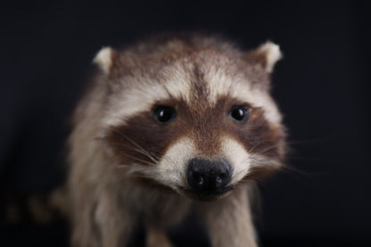 Taxidermy Raccoon - Free standing