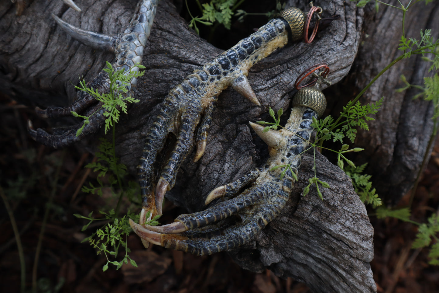 Black Chicken Foot Acorn Keychain