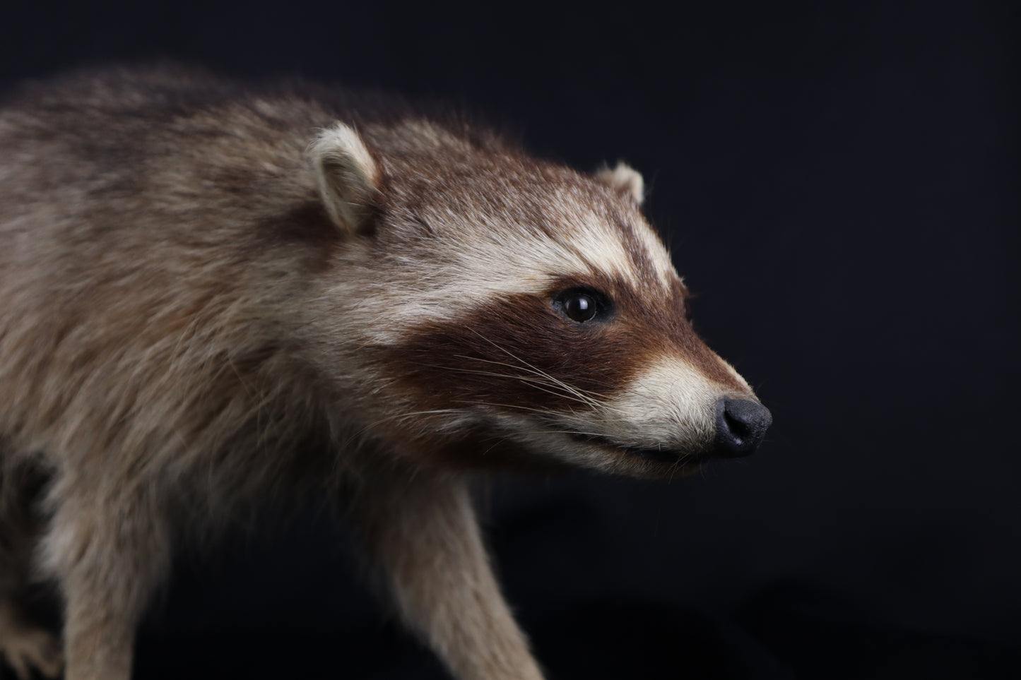 Taxidermy Raccoon - Free standing