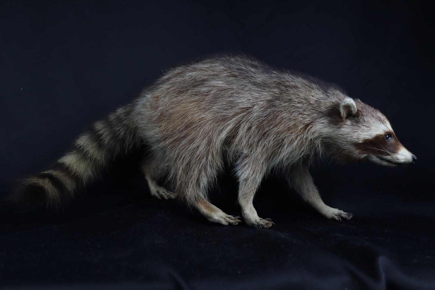 Taxidermy Raccoon - Free standing