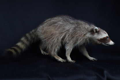 Taxidermy Raccoon - Free standing