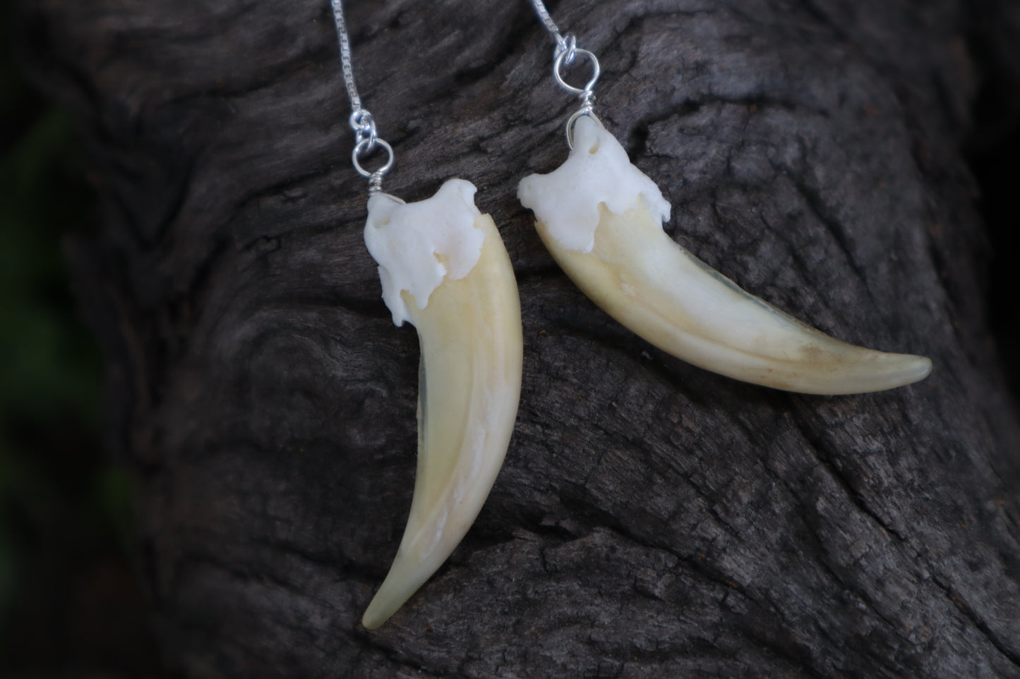 Badger Claw Earrings - .925 Silver