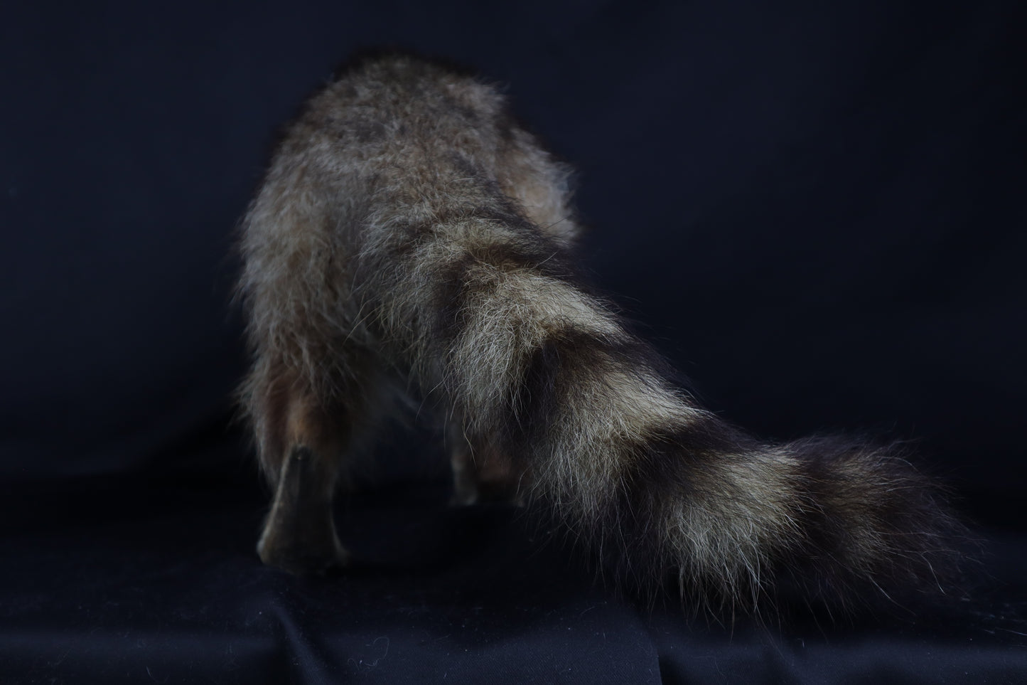 Taxidermy Raccoon - Free standing