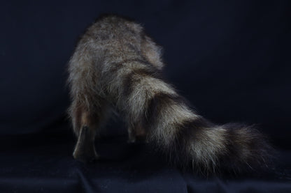 Taxidermy Raccoon - Free standing
