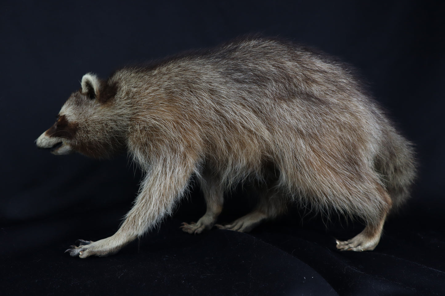 Taxidermy Raccoon - Free standing