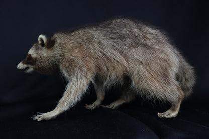 Taxidermy Raccoon - Free standing