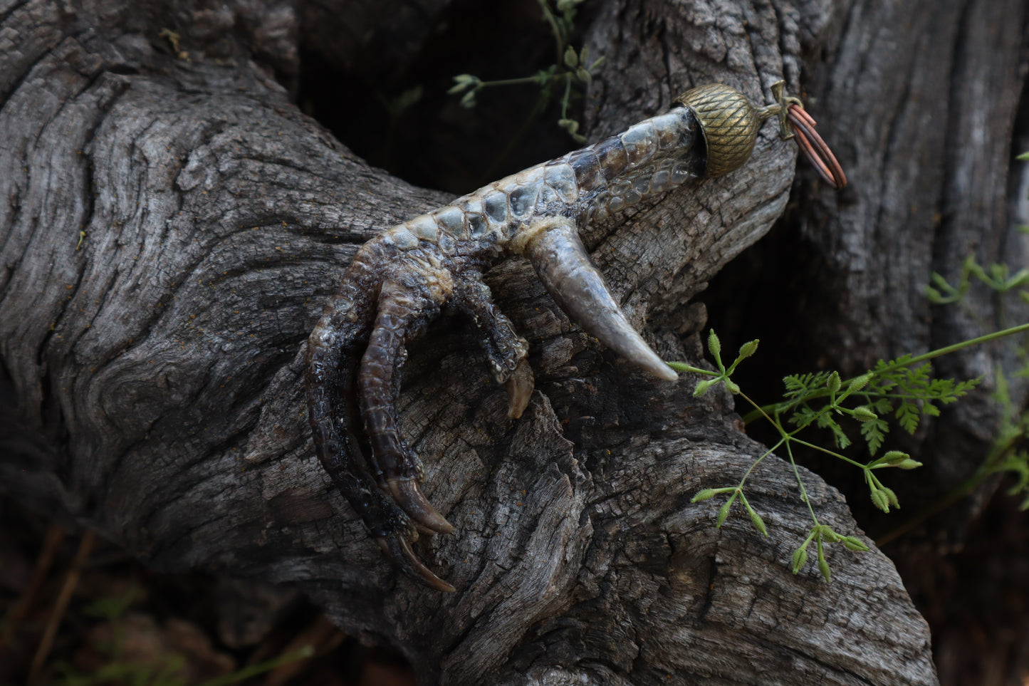 Black Chicken Foot Acorn Keychain
