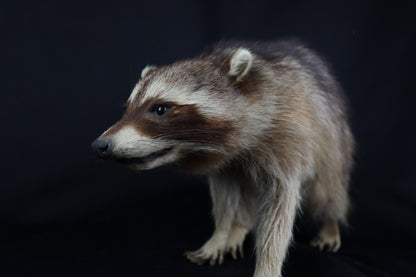 Taxidermy Raccoon - Free standing