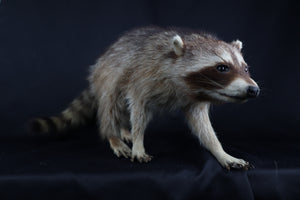 Taxidermy Raccoon - Free standing