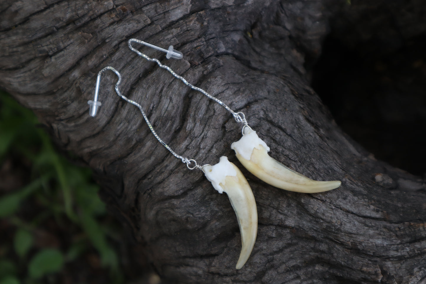 Badger Claw Earrings - .925 Silver