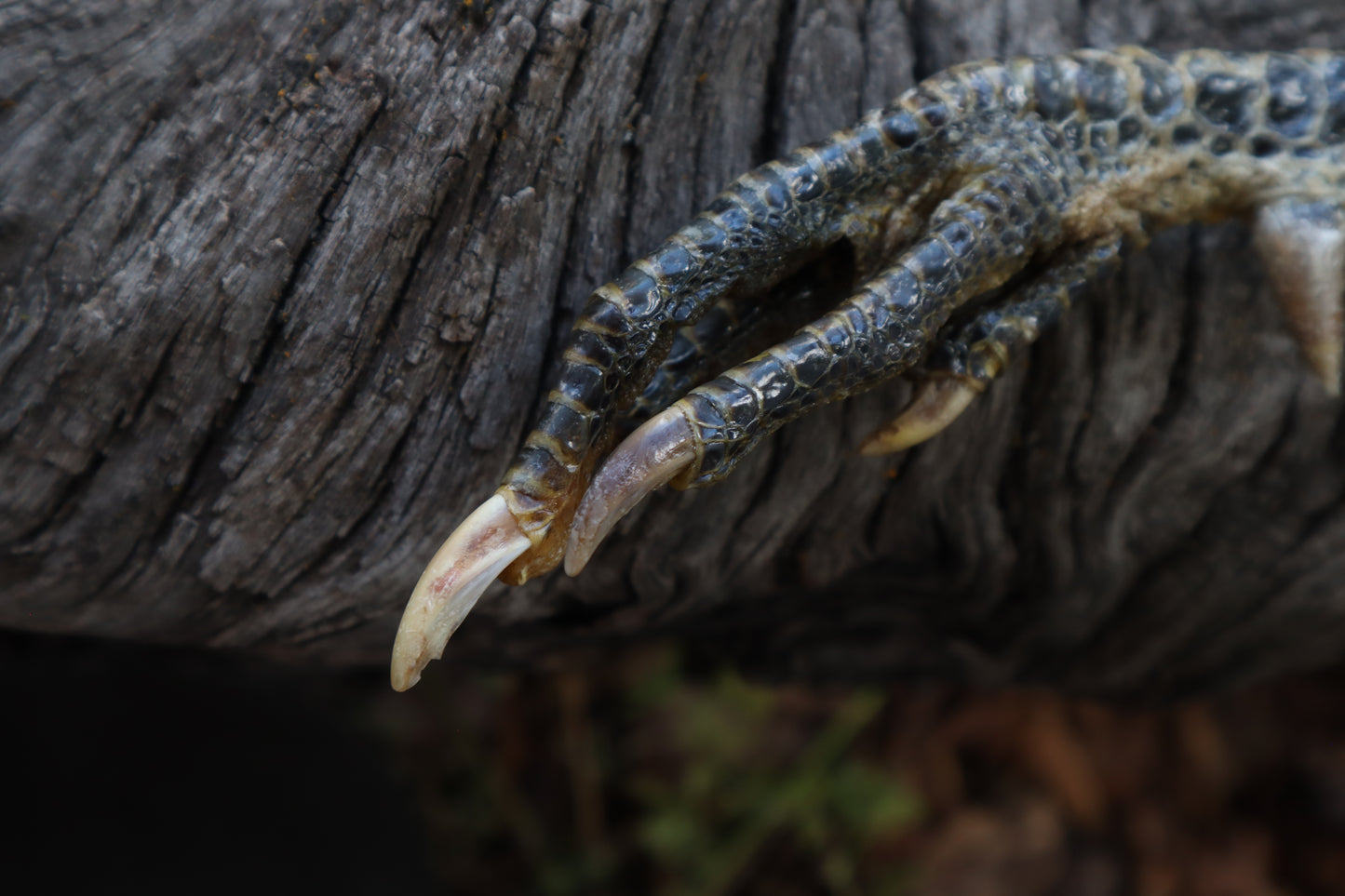Black Chicken Foot Acorn Keychain