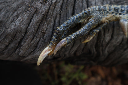 Black Chicken Foot Acorn Keychain