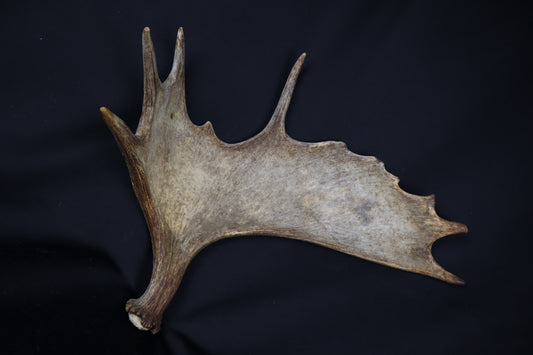 Moose Antler Shed