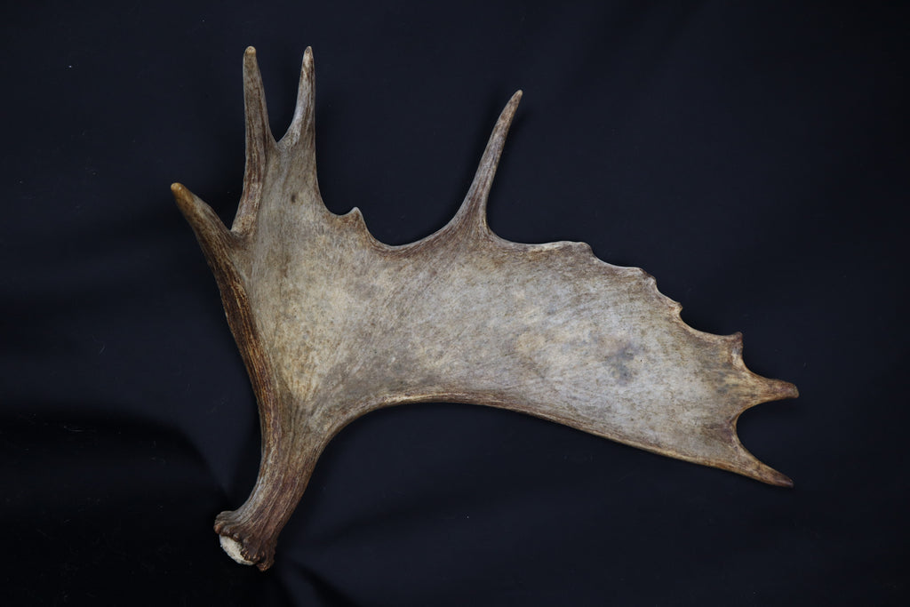 Moose Antler Shed
