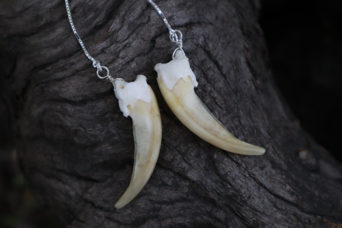 Badger Claw Earrings - .925 Silver