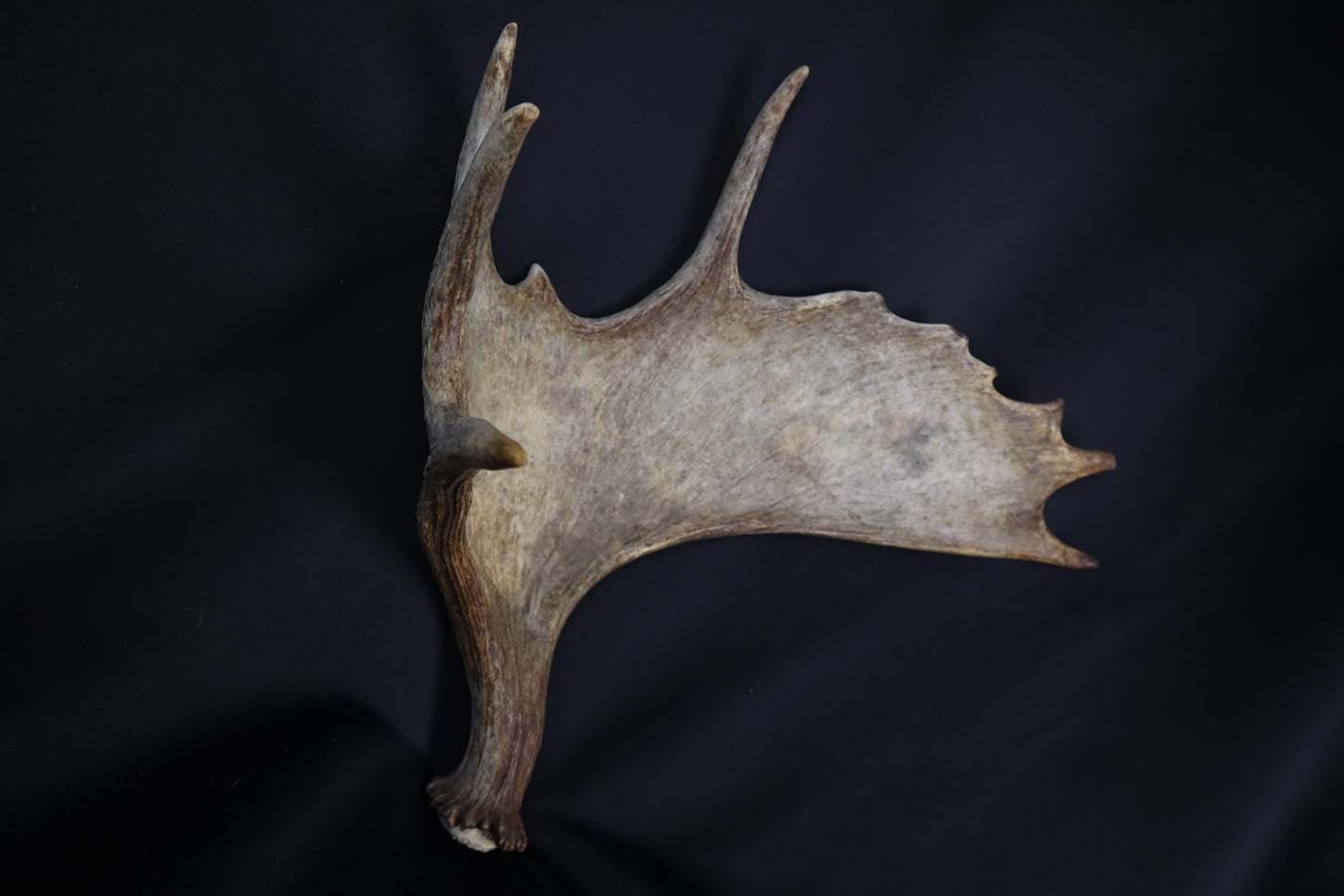 Moose Antler Shed